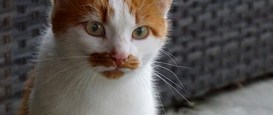 Moustaches de chat